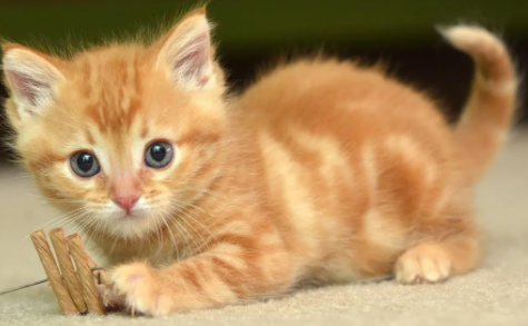 Link Grup Whatsapp Pencinta Kucing