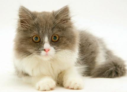 Link Grup Whatsapp Pencinta Kucing