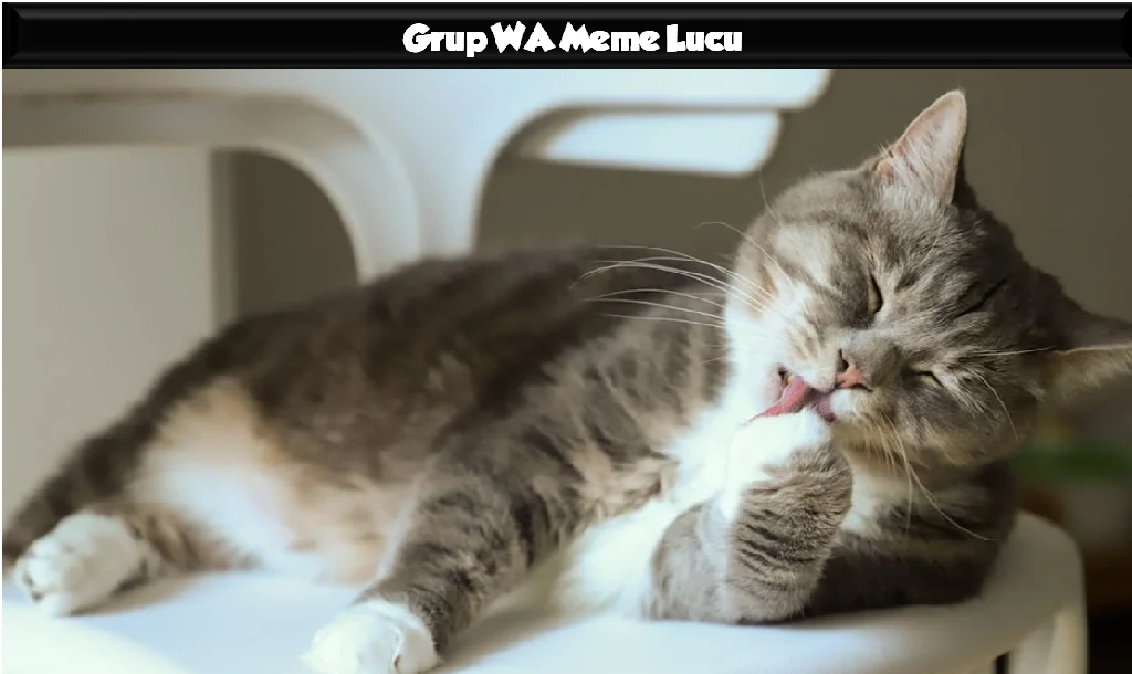 Grup WA Meme Lucu