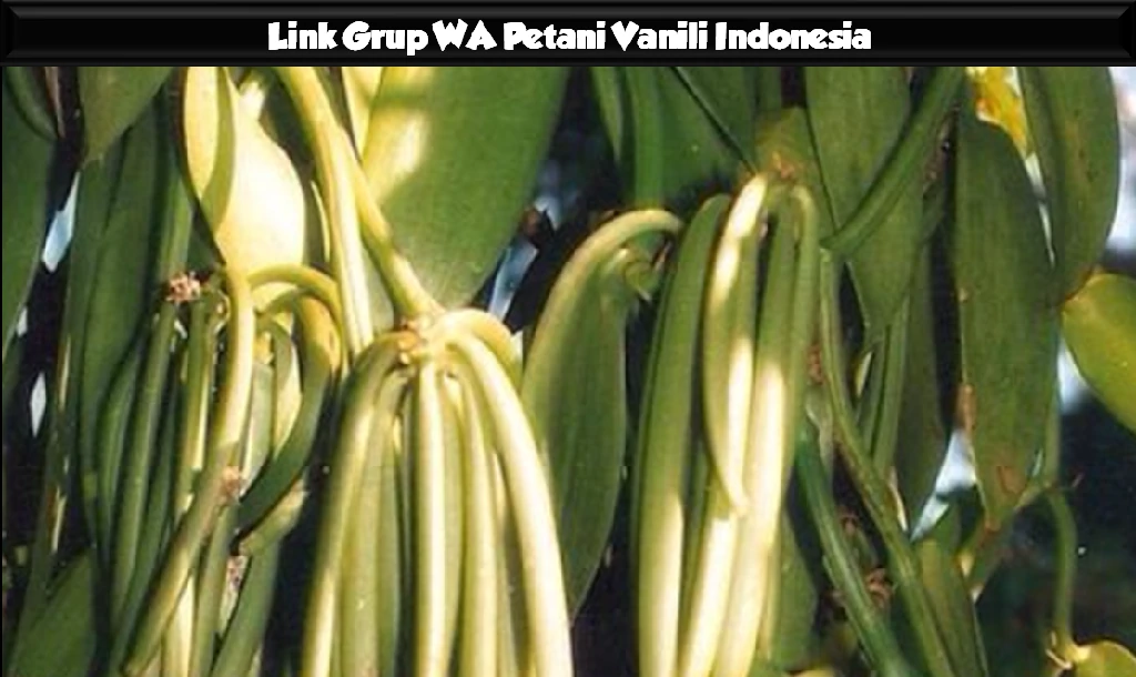 Petani Vanili