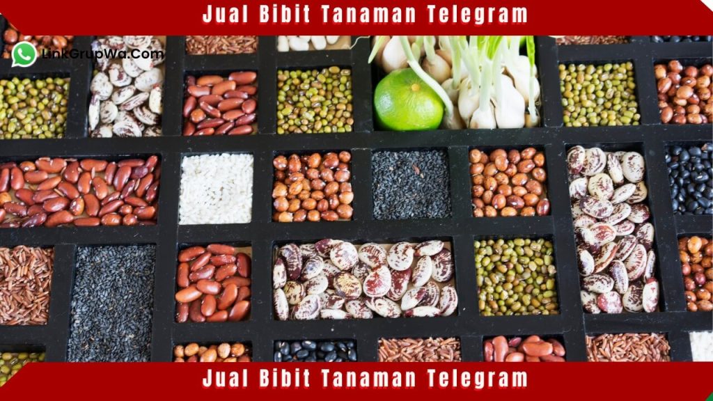 Jual Bibit Tanaman Telegram
