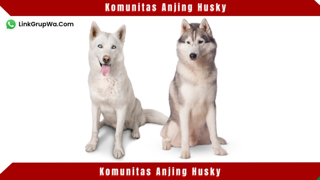 Komunitas Anjing Husky