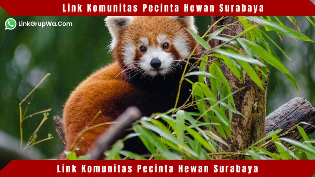 Komunitas Pecinta Hewan Surabaya