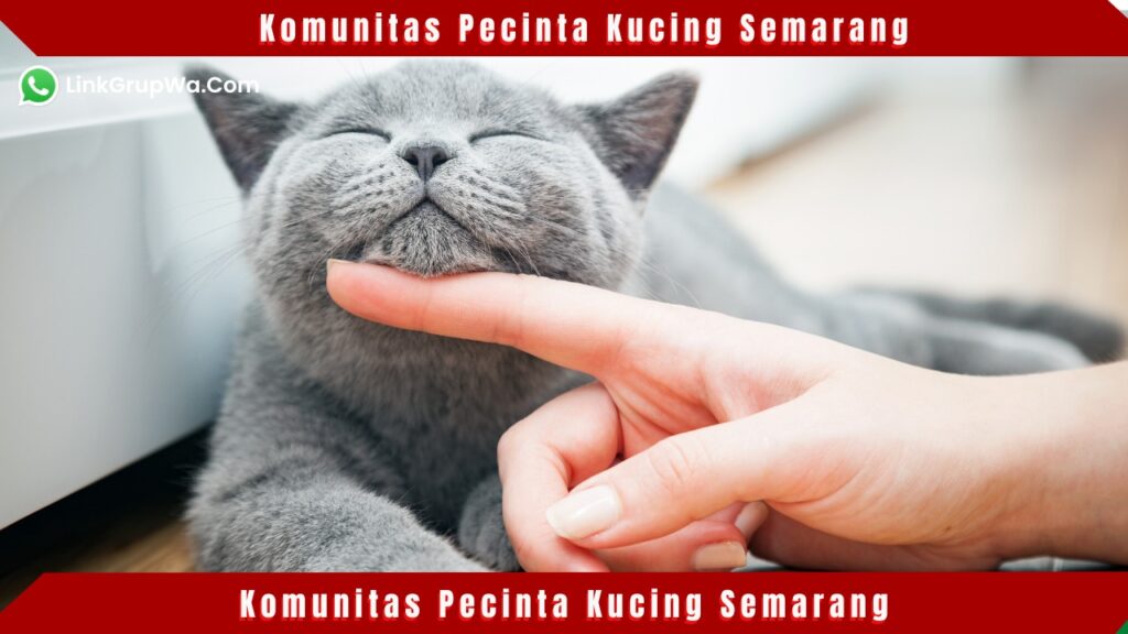 Komunitas Pecinta Kucing Semarang