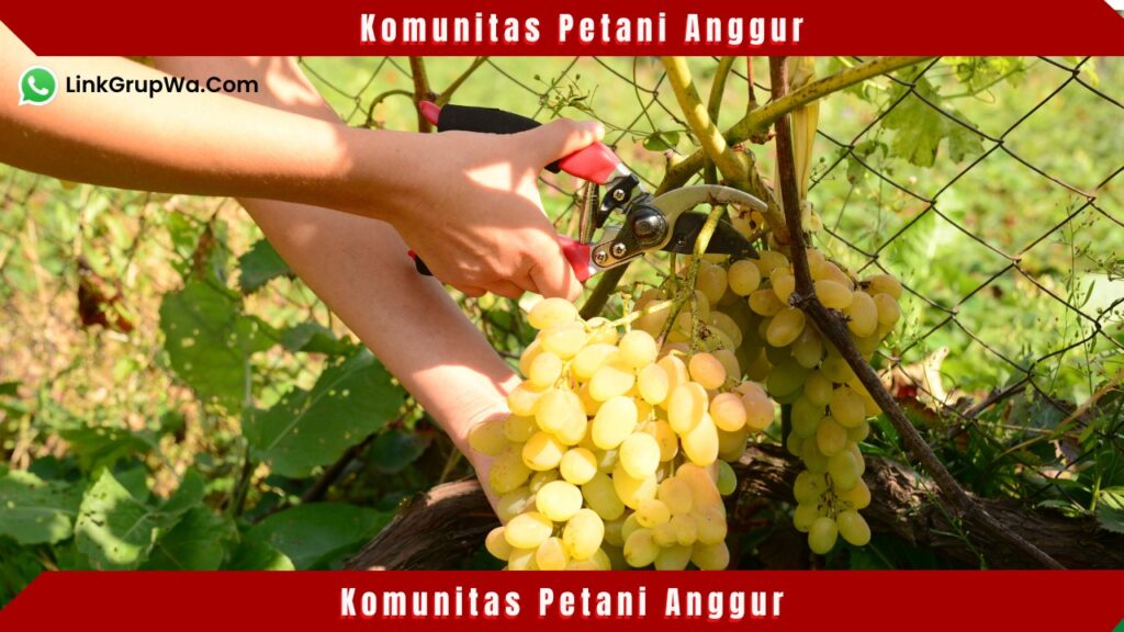 Komunitas Petani Anggur