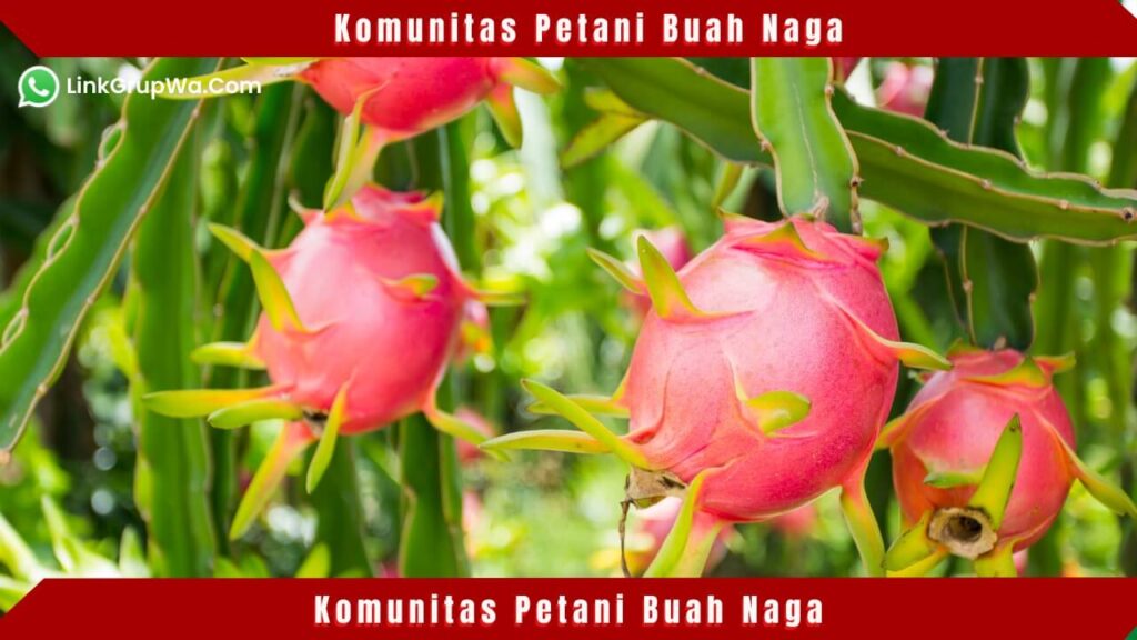 Komunitas Petani Buah Naga