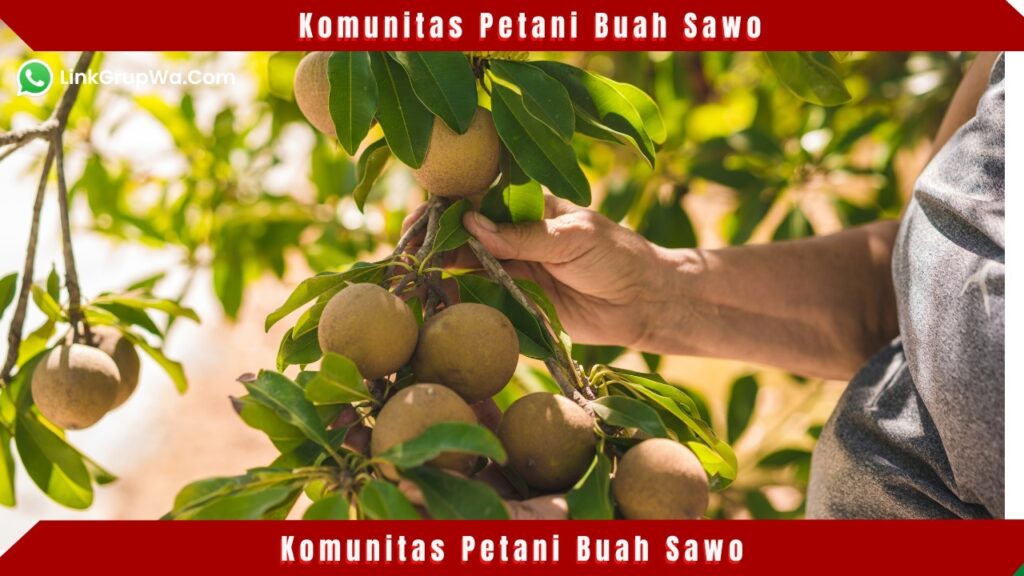 Komunitas Petani Buah Sawo