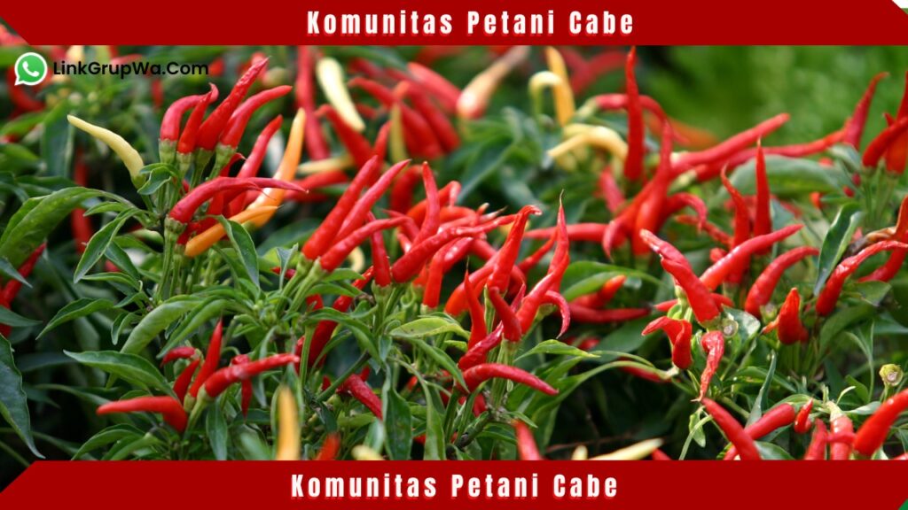 Komunitas Petani Cabe