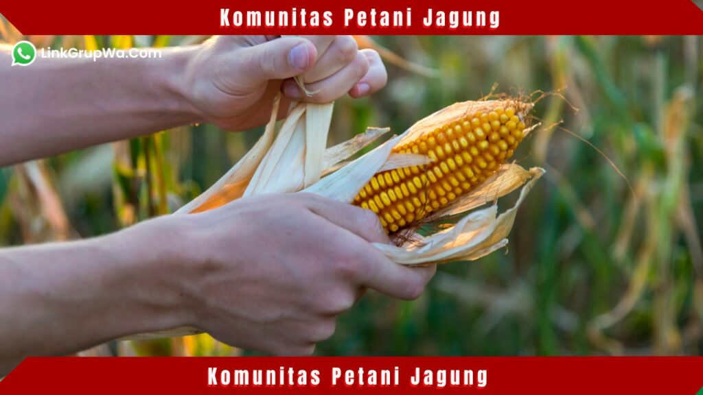 Komunitas Petani Jagung