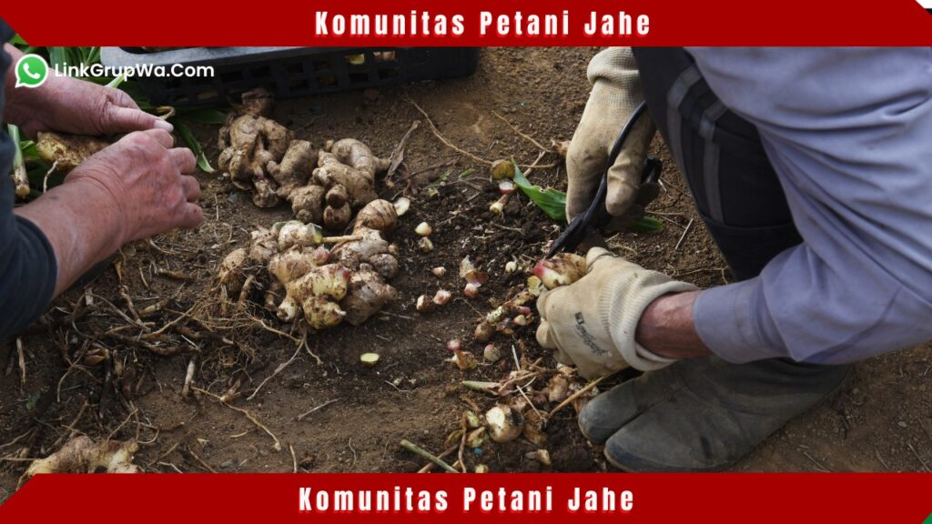 Komunitas Petani Jahe