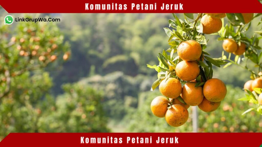 Komunitas Petani Jeruk
