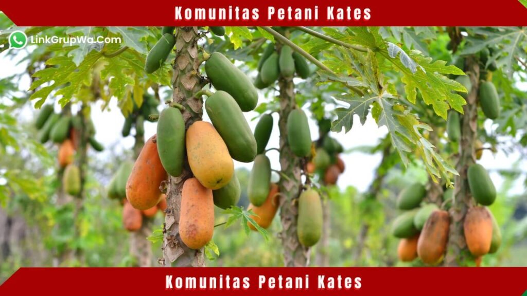 Komunitas Petani Kates