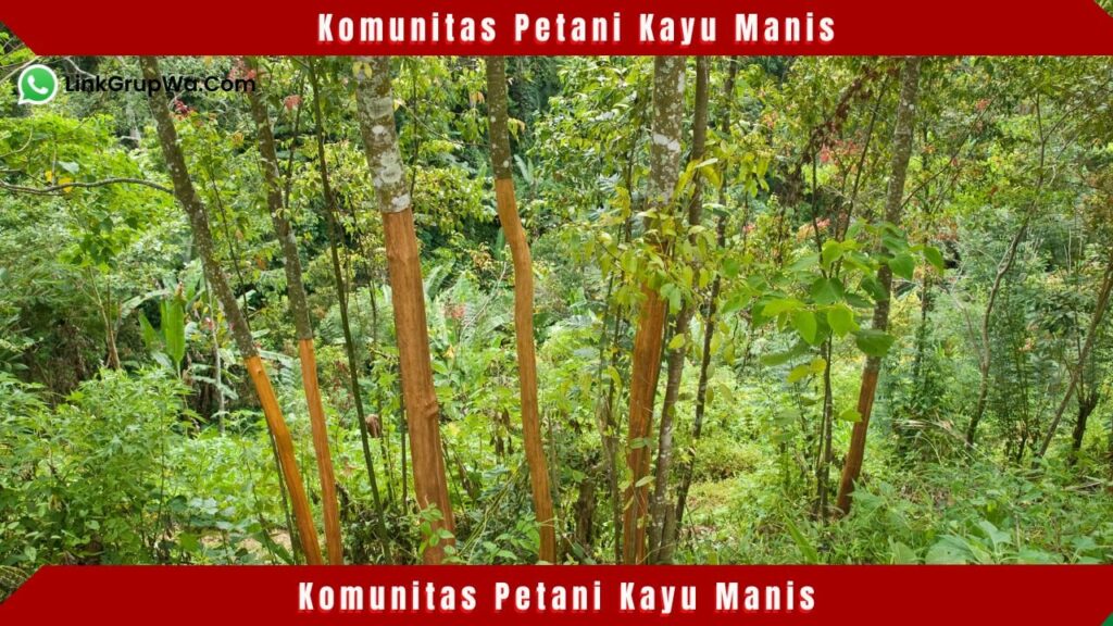 Komunitas Petani Kayu Manis