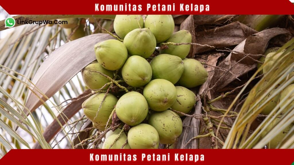 Komunitas Petani Kelapa