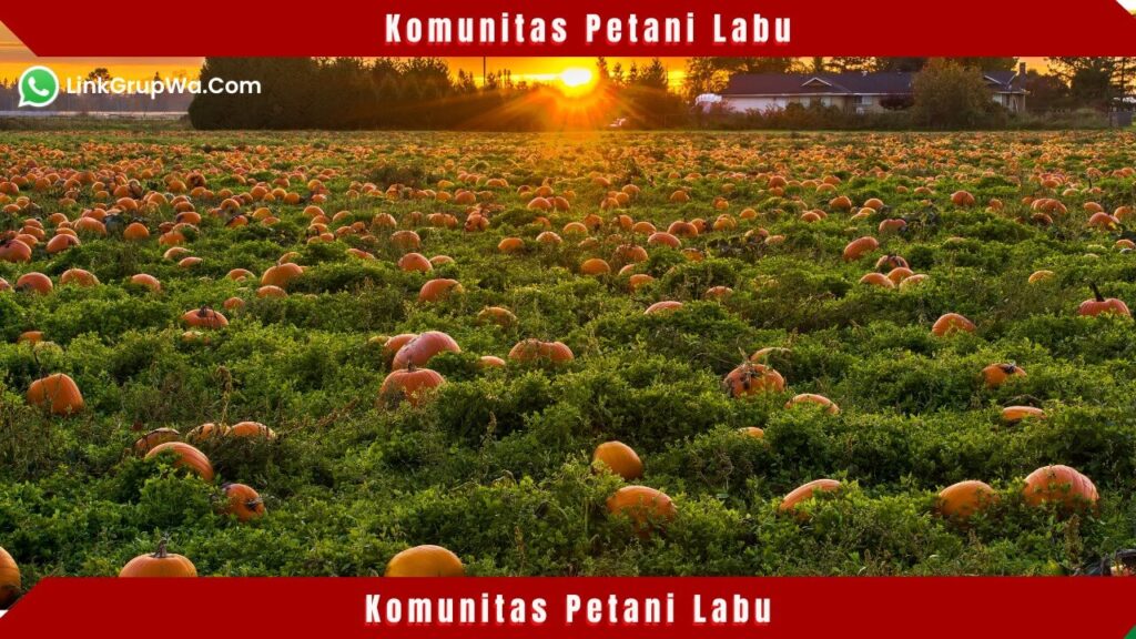 Komunitas Petani Labu
