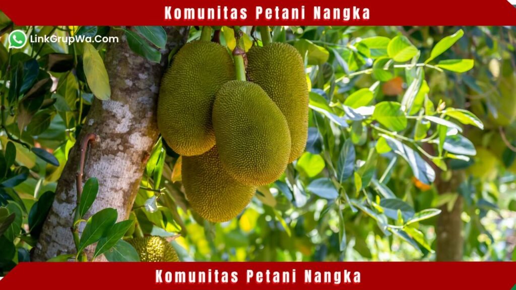 Komunitas Petani Nangka