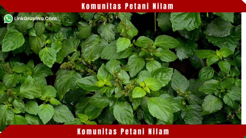Komunitas Petani Nilam