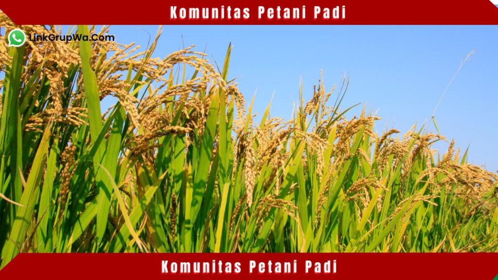 Komunitas Petani Padi