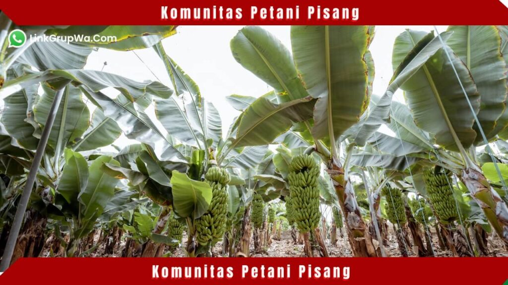 Komunitas Petani Pisang