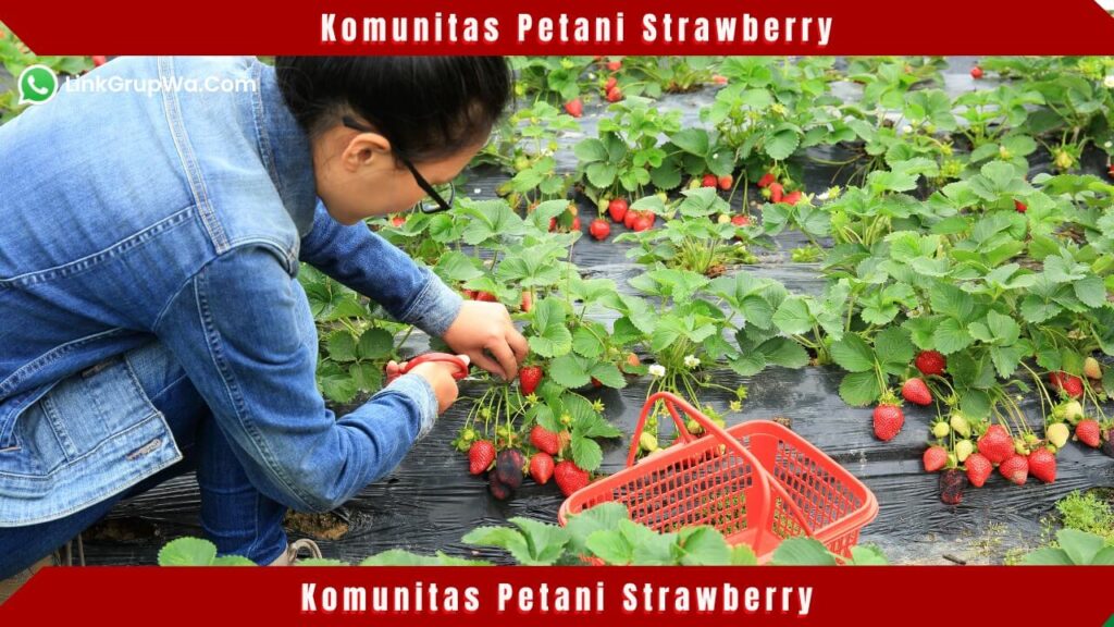 Komunitas Petani Strawberry