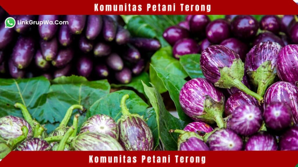 Komunitas Petani Terong