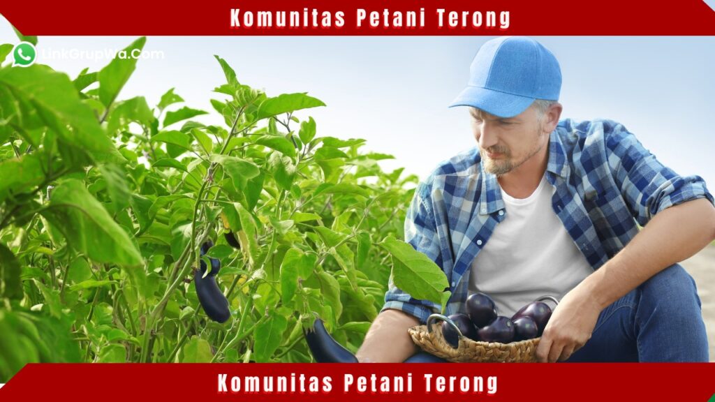 Komunitas Petani Terong
