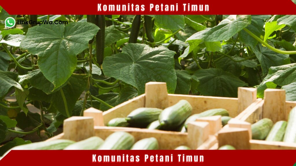 Komunitas Petani Timun