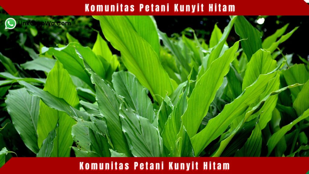 Komunitas Petani Kunyit Hitam