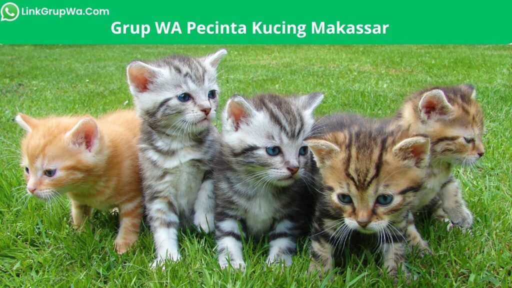 Grup WA Pecinta Kucing Makassar