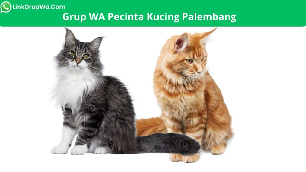 Grup WA Pecinta Kucing Palembang